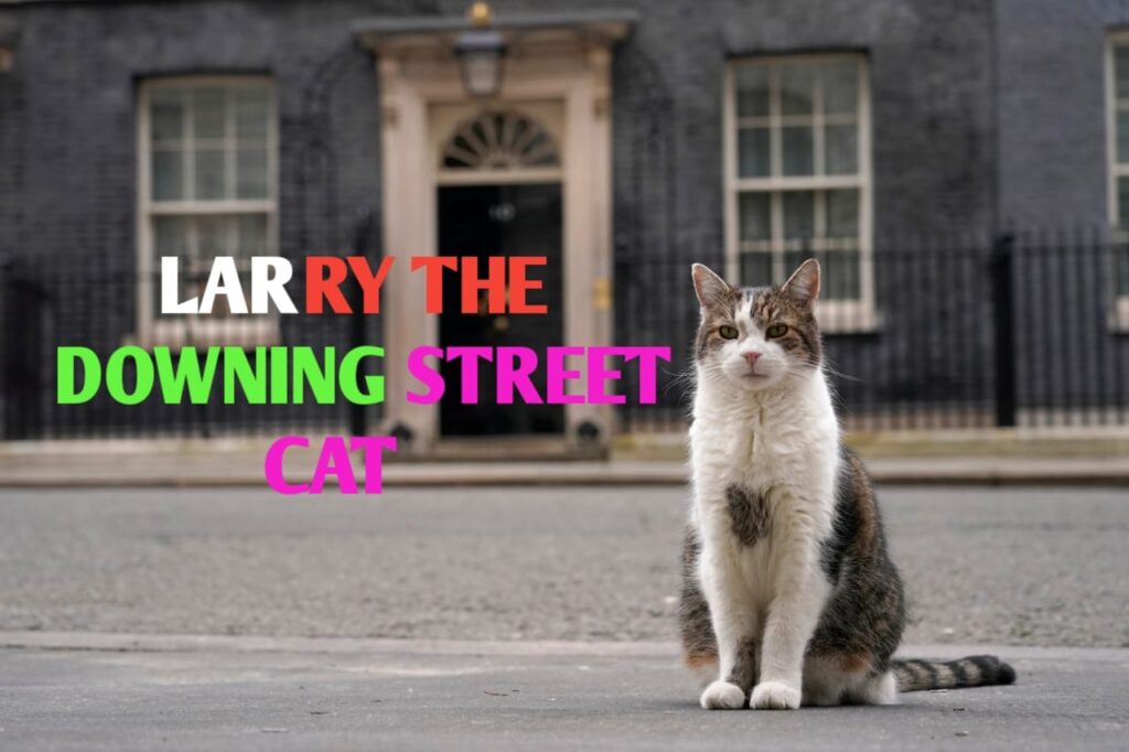 Larry the Downing Street Cat in 2024: A Living Legend in British Politics