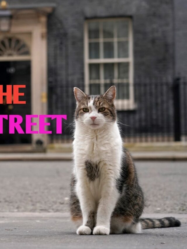 Larry the Downing Street Cat